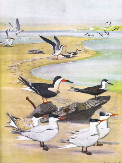 Ilustración de La historia natural de las aves americanas del este y centro de Norteamérica, pub. por Bramhall House c.1970 de Louis Agassiz Fuertes