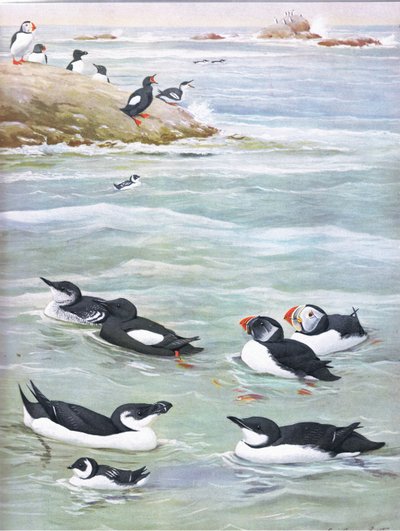 Ilustración de La historia natural de las aves americanas del este y centro de Norteamérica, pub. por Bramhall House c.1970 de Louis Agassiz Fuertes