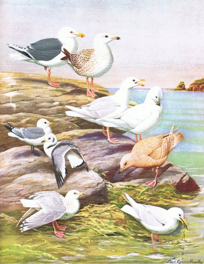Ilustración de La Historia Natural de las Aves Americanas del Este y Centro de América del Norte, publicada por Bramhall House c.1970 de Louis Agassiz Fuertes
