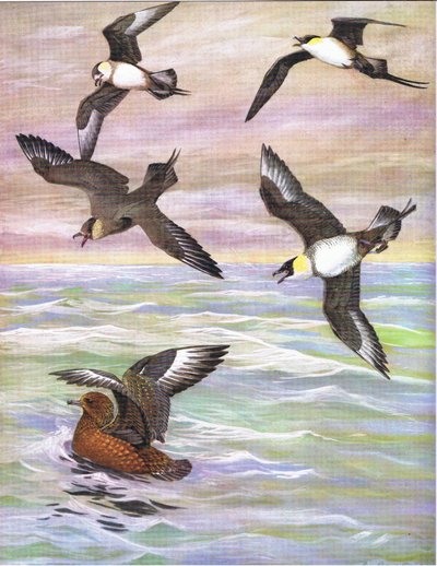 Ilustración de La Historia Natural de las Aves Americanas del Este y Centro de América del Norte, publicada por Bramhall House c.1970 de Louis Agassiz Fuertes