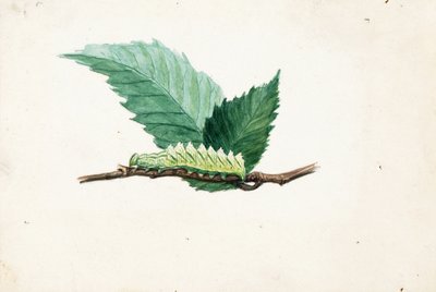Oruga de borde dentado..., finales del siglo XIX-principios del siglo XX de Louis Agassiz Fuertes