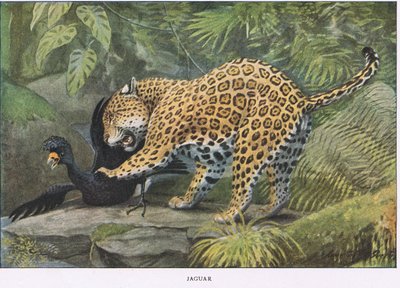 Jaguar de Louis Agassiz Fuertes