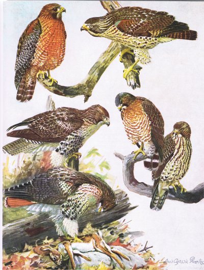 Halcón de Hombros Rojos del Norte, Halcón de Cola Roja del Este, Halcón de Alas Anchas de Louis Agassiz Fuertes