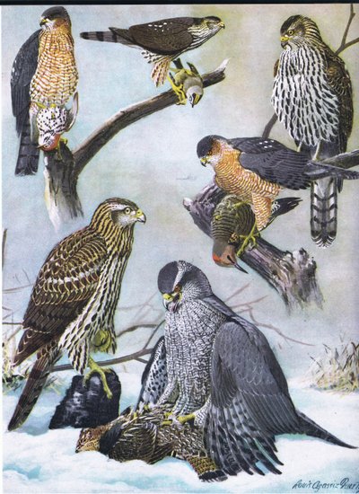 Halcón de Pecho Afilado, Halcón de Cooper, Azor del Este de Louis Agassiz Fuertes