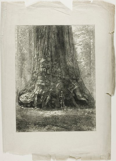 Árboles retorcidos de Louis Auguste Lepère