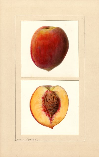 Melocotones (Prunus persica: Número 10) (acuarela) de Louis Charles Christopher Krieger