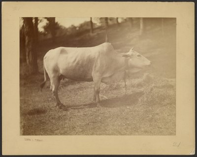 [Steer] de Louis Comfort Tiffany
