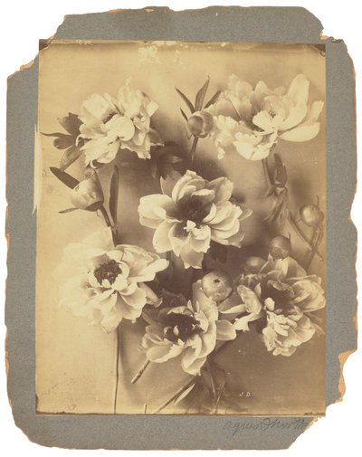 Estudios Tiffany, c.1898-1920 (fotografía b/n) de Louis Comfort Tiffany