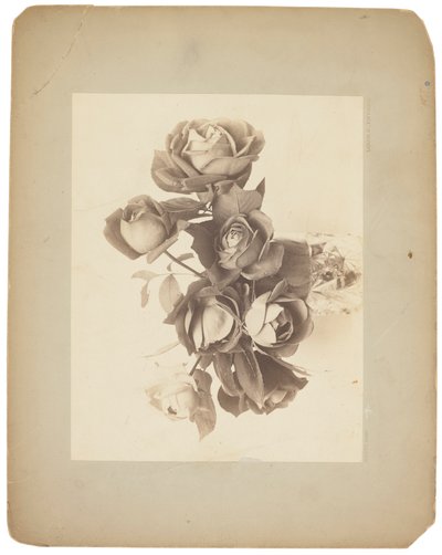 Estudios Tiffany, c.1898-1920 (fotografía b/n) de Louis Comfort Tiffany