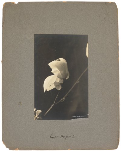 Estudios Tiffany, c.1898-1920 (fotografía b/n) de Louis Comfort Tiffany