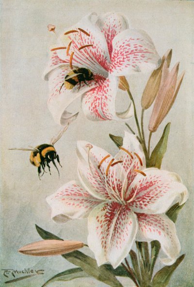 Abejas y lirios, ilustración de "Stories of Insect Life" de William J. Claxton de Louis Fairfax Muckley