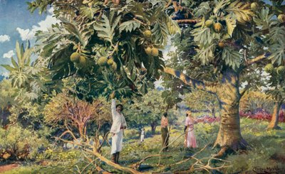 Árbol del pan, América Central (litografía en color) de Louis Fairfax Muckley
