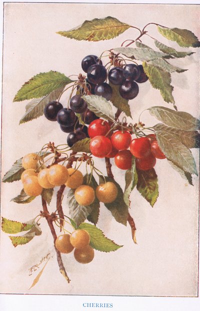 Cerezas, ilustración de "Country Days and Country Ways" (litografía en color) de Louis Fairfax Muckley