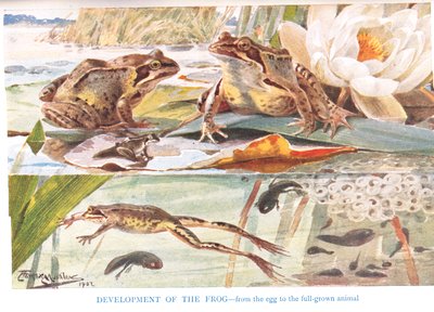 Desarrollo de la rana, ilustración de "Country Days and Country Ways" (litografía en color) de Louis Fairfax Muckley