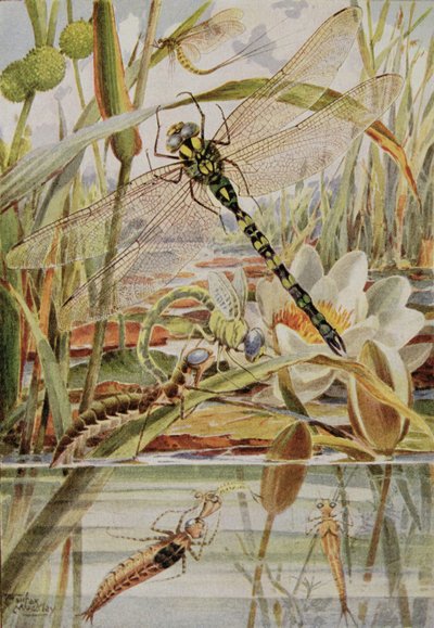 Libélula y mosca de mayo, ilustración de "Stories of Insect Life" de William J. Claxton de Louis Fairfax Muckley