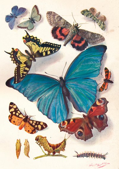 Ejemplo de ilustración de bloque de color para trabajo científico, c. 1903 de Louis Fairfax Muckley