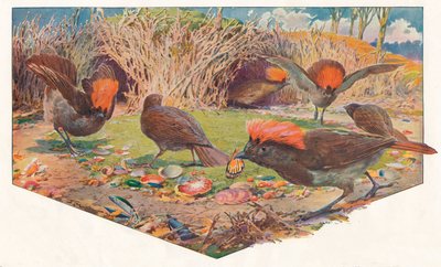 Jardineros Bower Birds, 1911 de Louis Fairfax Muckley