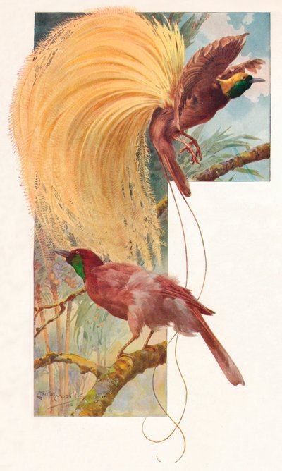 Grandes aves del paraíso, 1910, 1911 de Louis Fairfax Muckley