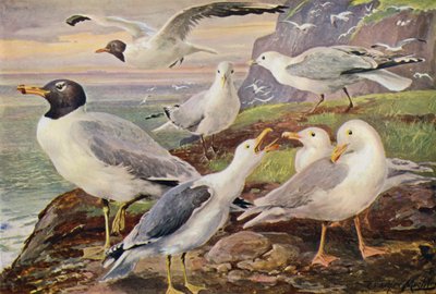 Gaviotas (litografía en color) de Louis Fairfax Muckley
