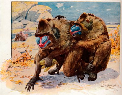 Mandriles, 1910, 1911 de Louis Fairfax Muckley