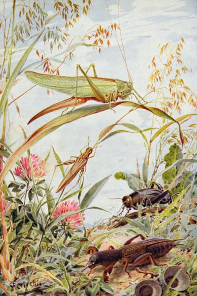 Insectos musicales, ilustración de "Stories of Insect Life" de William J. Claxton de Louis Fairfax Muckley