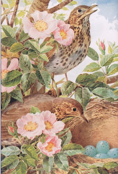 Zorzales cantores con nido, ilustración de "Country Days & Country Ways". de Louis Fairfax Muckley