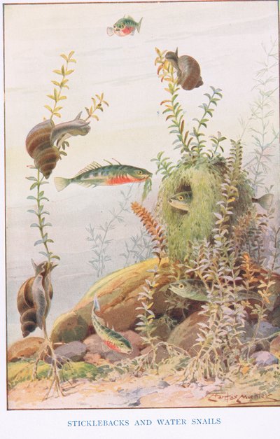 Sticklebacks y caracoles de agua, ilustración de "Country Ways and Country Days" (litografía en color) de Louis Fairfax Muckley