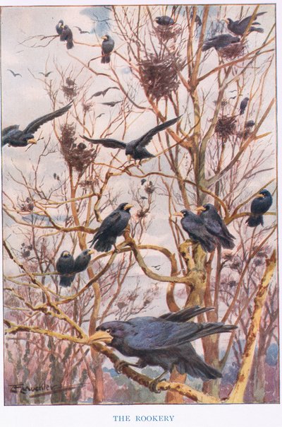 The Rookery, ilustración de "Country Ways and Country Days" (litografía en color) de Louis Fairfax Muckley