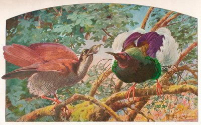 Aves del paraíso de doce alambres, c1910, 1911 de Louis Fairfax Muckley