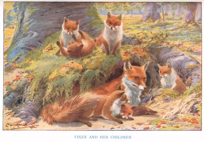 Vixen and her Children, ilustración de "Country Ways and Country Days" (litografía en color) de Louis Fairfax Muckley