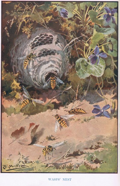 Nido de avispas, ilustración de "Country Ways and Country Days" (litografía en color) de Louis Fairfax Muckley