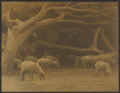 Un bosque antiguo de Louis Fleckenstein