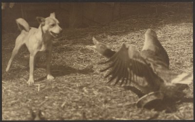 [Angry Bird y perro] de Louis Fleckenstein