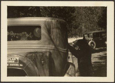 [Oso en el coche] de Louis Fleckenstein