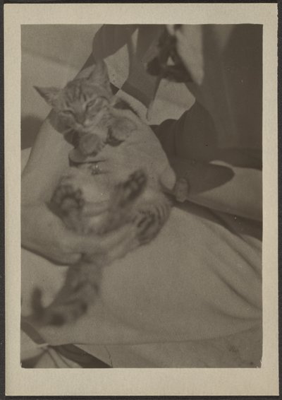 [Cat] de Louis Fleckenstein