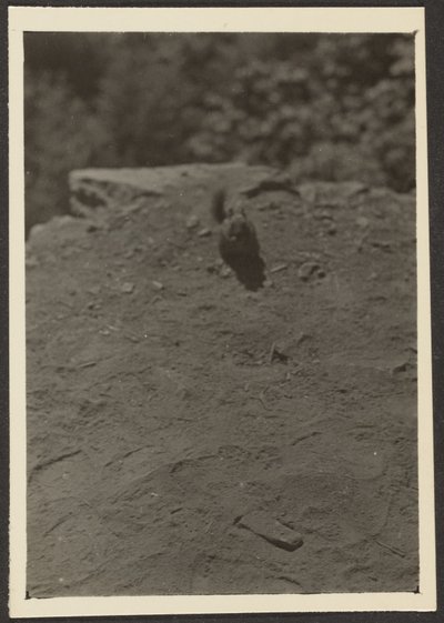 [Chipmonk on Trail] de Louis Fleckenstein