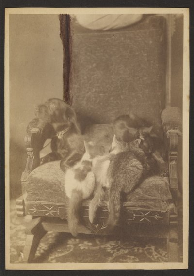 [Acurrucarse con gatos y perros] de Louis Fleckenstein