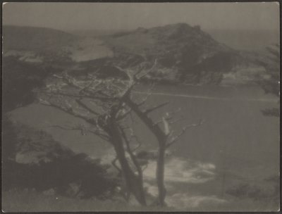 [Ciprés en la Costa] de Louis Fleckenstein