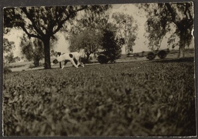 [Perro en el césped] de Louis Fleckenstein