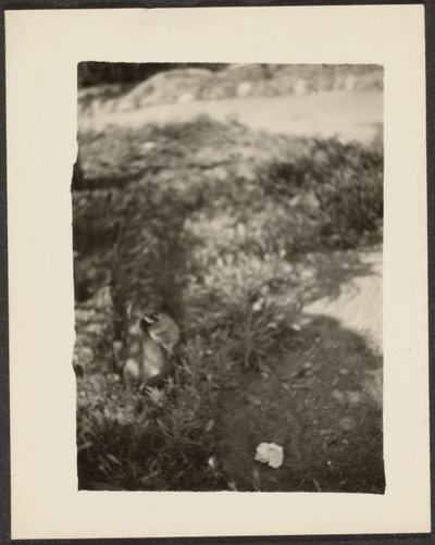 [Pato en paisaje] de Louis Fleckenstein