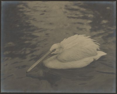 [Heron] de Louis Fleckenstein