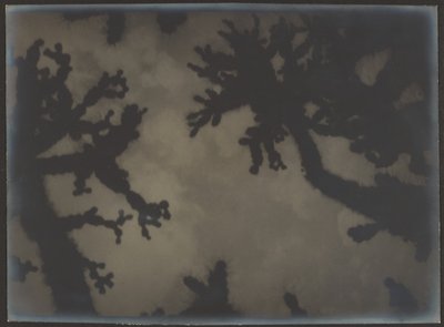 [Joshua Trees] de Louis Fleckenstein