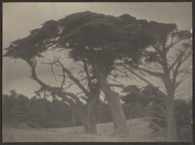 [Paisaje con cipreses] de Louis Fleckenstein