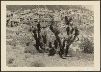 [Paisaje con árboles de Josué] de Louis Fleckenstein
