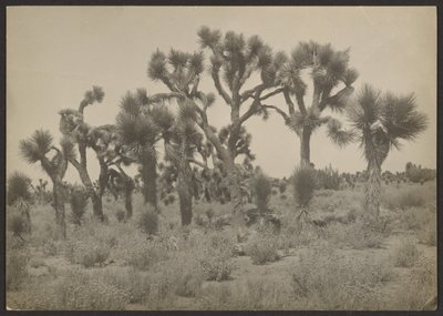 [Paisaje con árboles de Josué] de Louis Fleckenstein