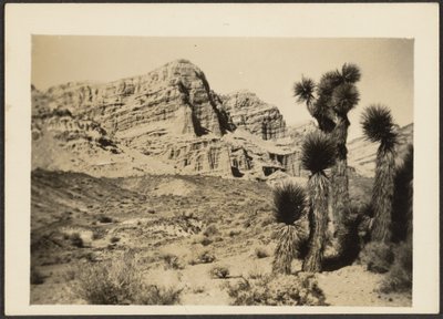 [Paisaje con árboles de Josué] de Louis Fleckenstein