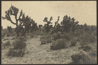 Desierto de Mojave de Louis Fleckenstein