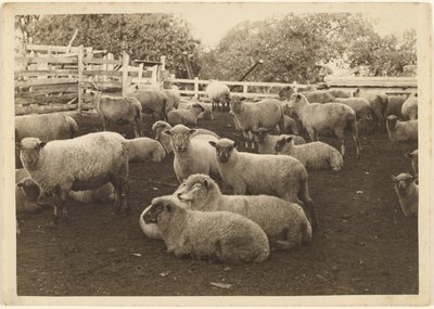 [Oveja en el corral] de Louis Fleckenstein
