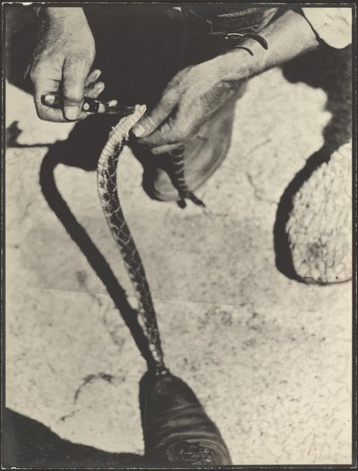 Desollar una serpiente de cascabel de Louis Fleckenstein