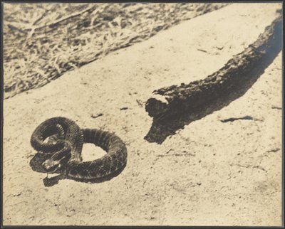Cascabel Suicida de Louis Fleckenstein